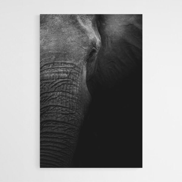 Cuadro Foto Elefante