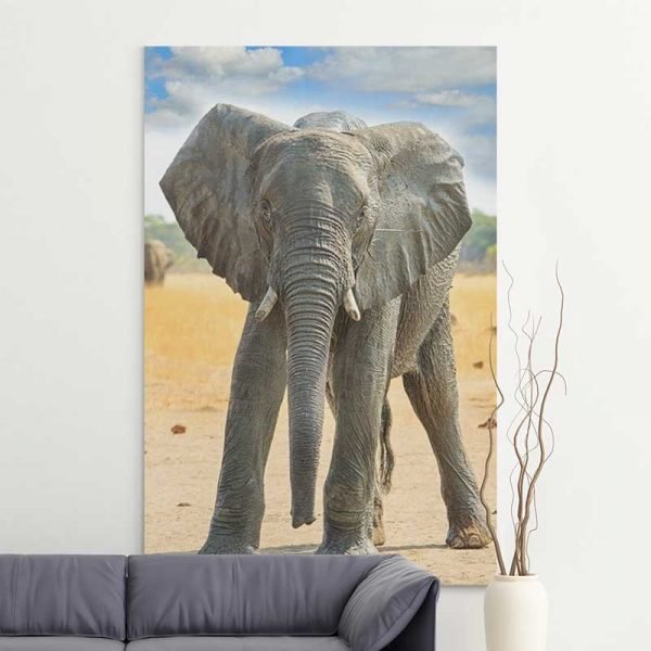 Cuadro Bebé Elefante