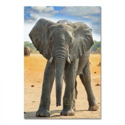 Cuadro Bebé Elefante
