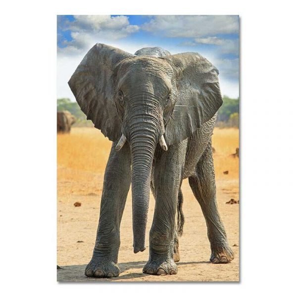 Cuadro Bebé Elefante