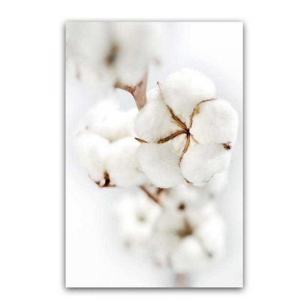 Cuadro Flor de Algodón