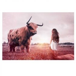 Cuadro Vaca Highland
