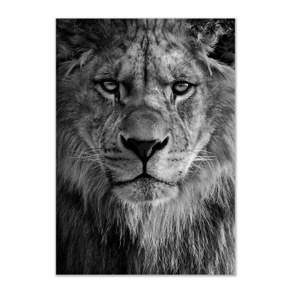 Cuadro Cabeza de León Blanco y Negro