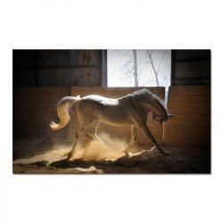 Cuadro Caballo Blanco