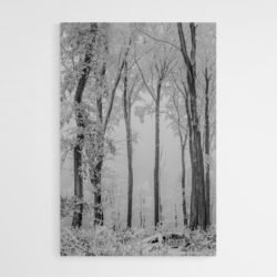 Cuadro Bosque Nevado