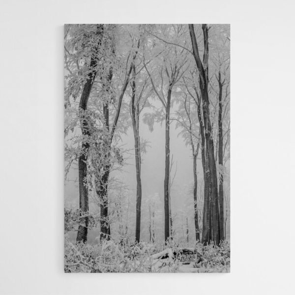 Cuadro Bosque Nevado