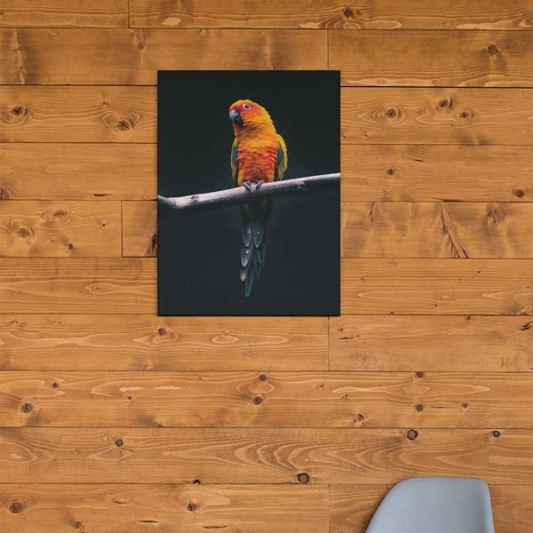 Cuadro Loro Naranja