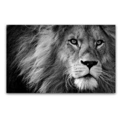 Cuadro León Negro