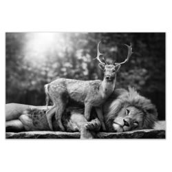 Cuadro León Durmiendo