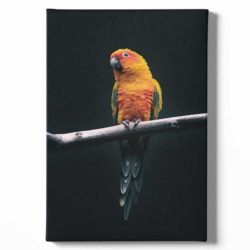 Cuadro Loro Naranja