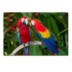 Cuadro Loro en una Rama