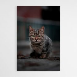 Cuadro Gato Abstracto
