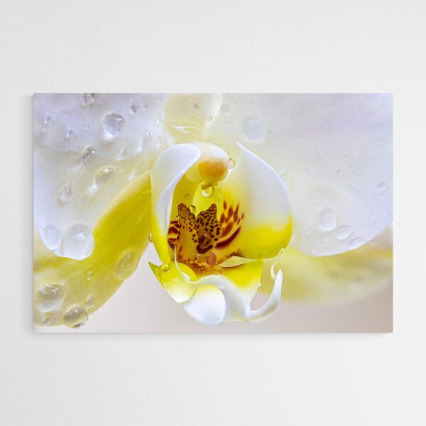 Cuadro Flor Orquídea