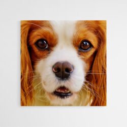 Cuadro Cavalier King Charles