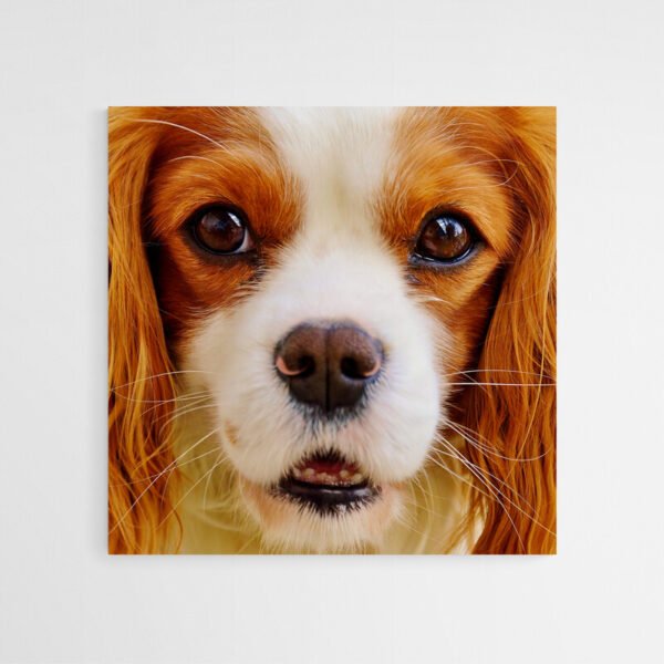 Cuadro Cavalier King Charles