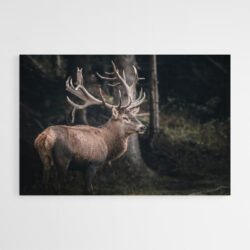 Cuadro Ciervo en el Bosque
