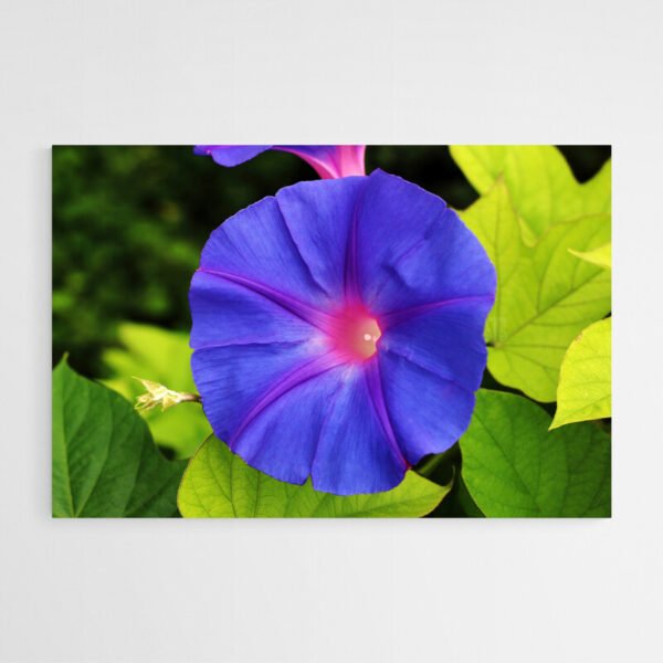 Cuadro Flor Azul