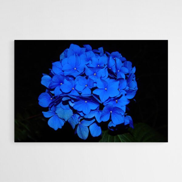 Cuadro Hortensia Azul