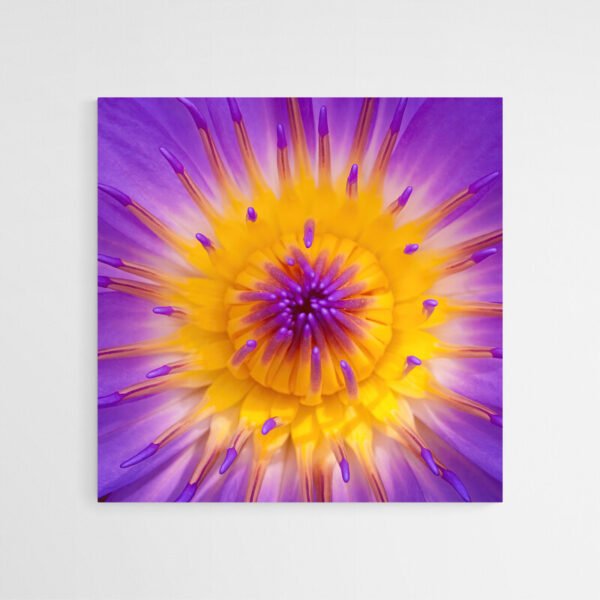 Cuadro Flor de Loto