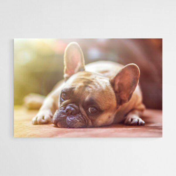 Cuadro Bulldog Francés